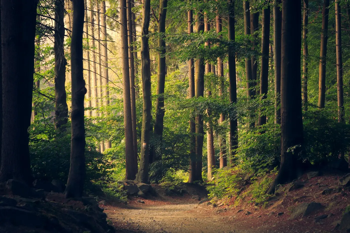 Sunbeams through a dense stand of trees.